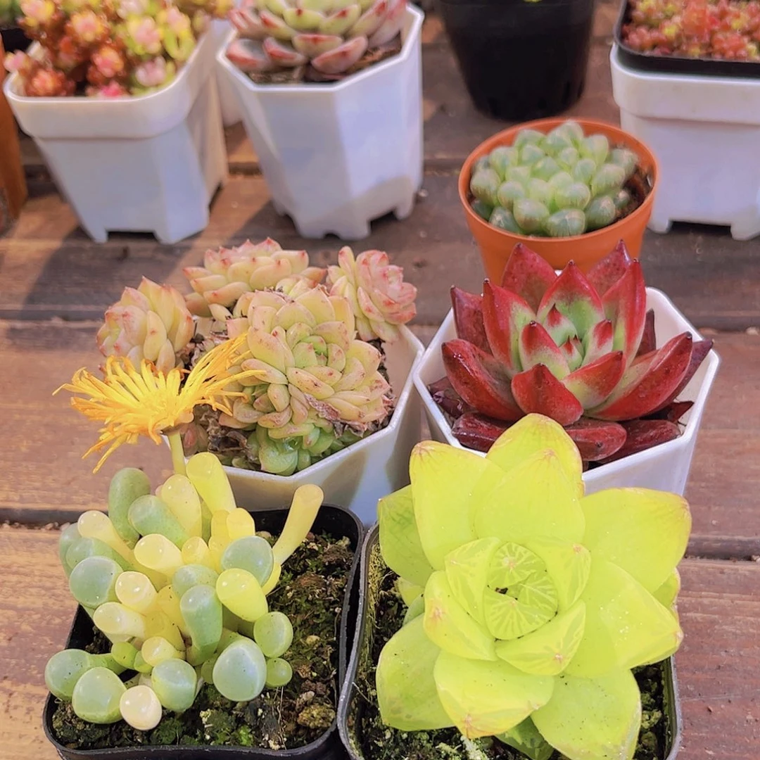 如图4人111111111111111111