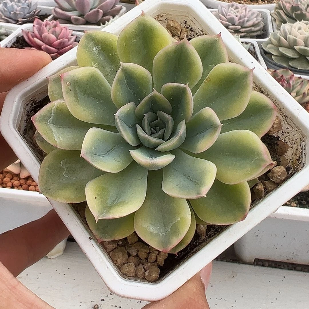 抹茶菩提锦多肉植物