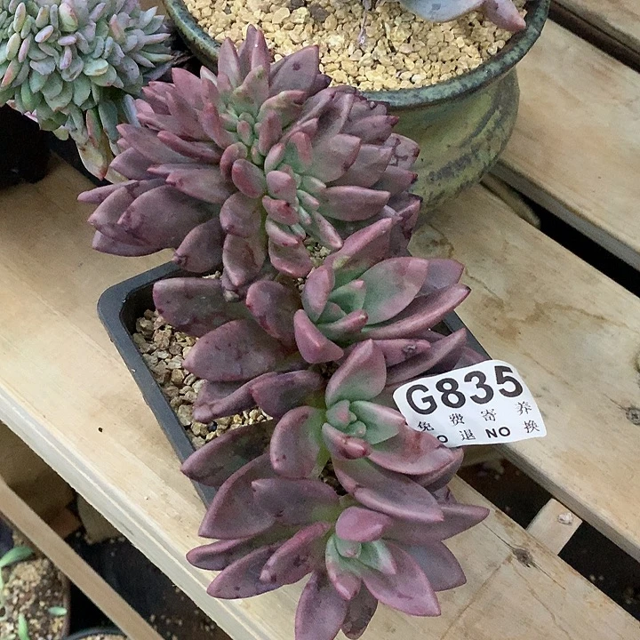 桃花源缀化 非偏远38包邮 节后发