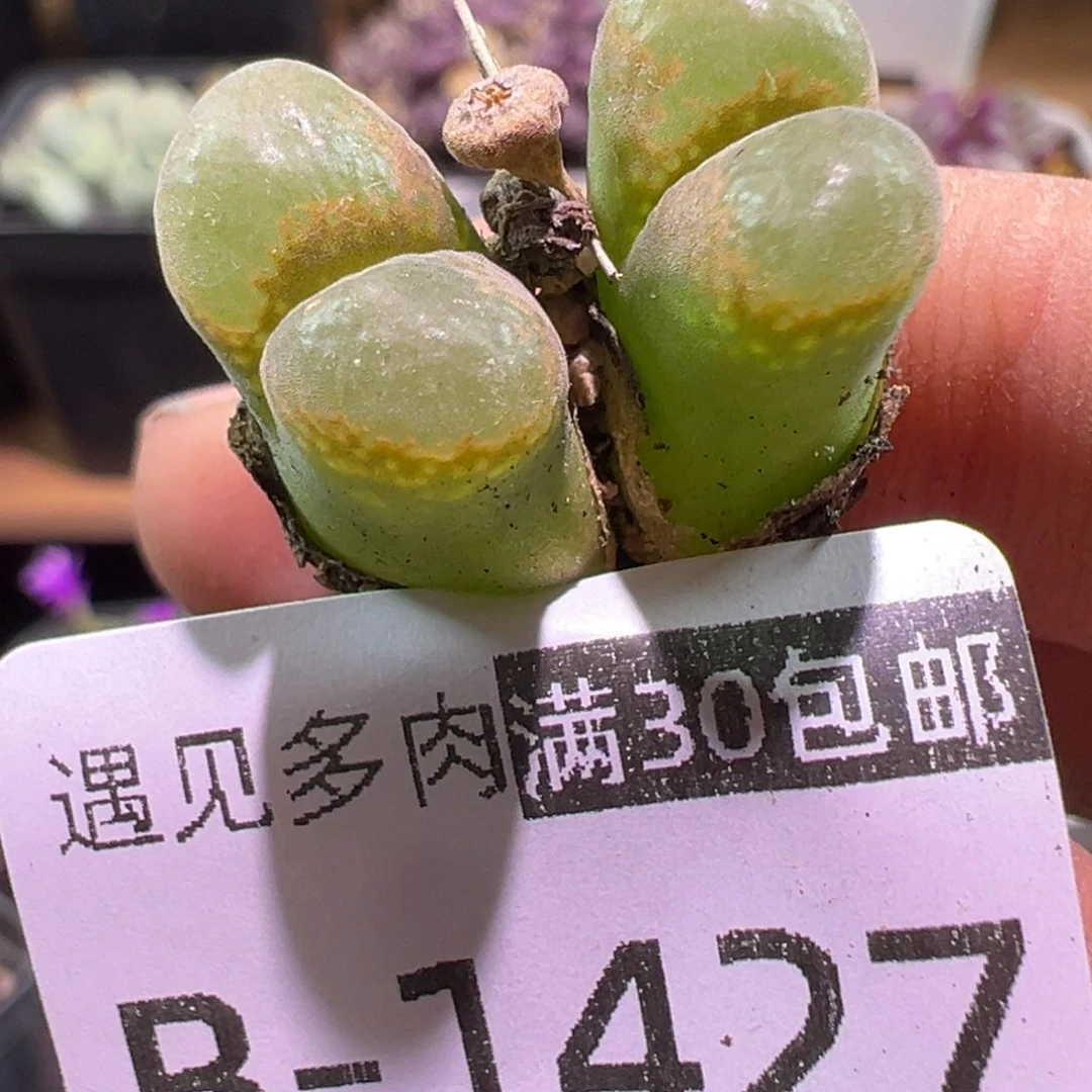 多肉植物1111111111111