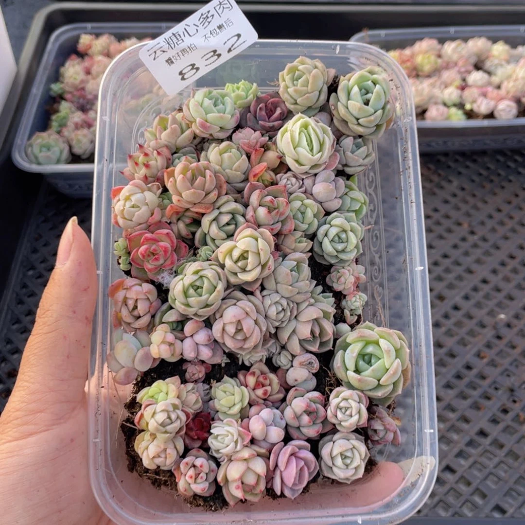 云糖心多肉植物832