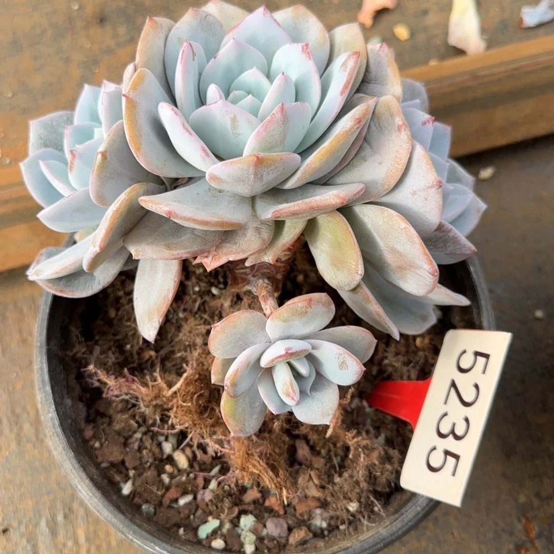 B***t5235。     奶茶三头有瑕福利不售后