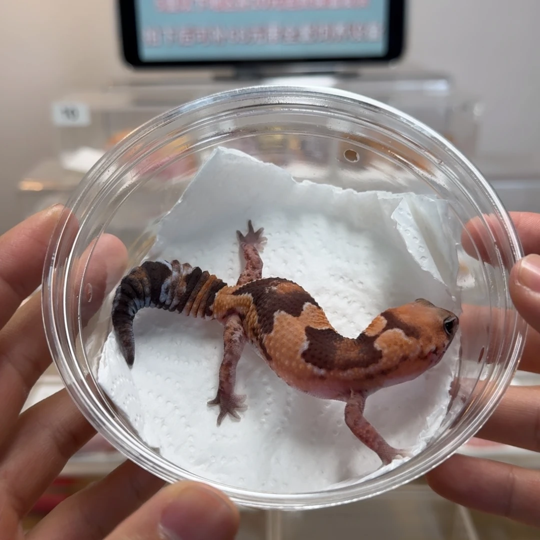 肥尾守宫祖鲁隐橘白妹妹