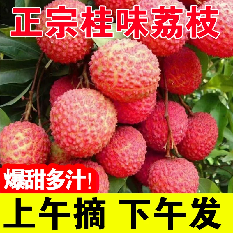 【中通冷运】正宗桂味新鲜荔枝 4.5斤净重广西麻垌现摘勒荔水果