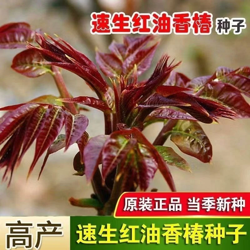【采桑子】红油香椿种子耐寒香椿树种子高产春夏秋四季庭院田园蔬菜