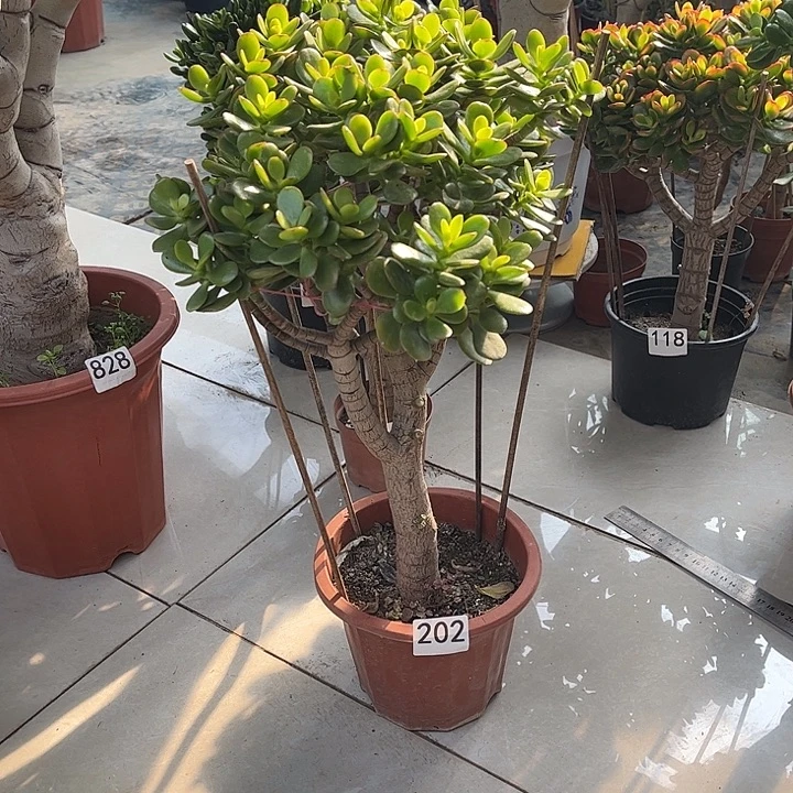 姬红花月独杆老桩