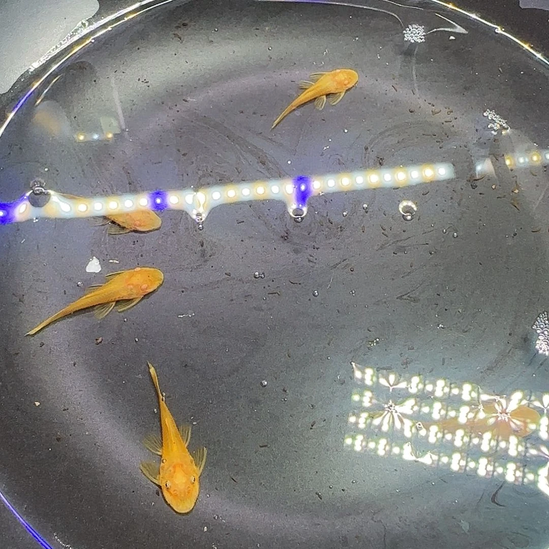 孔雀鱼黄金胡子六条