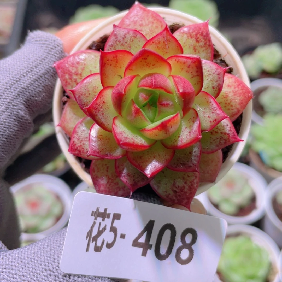花利美5-408新品