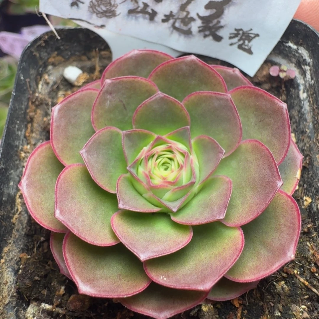 楹楹-193冠幅  5cm