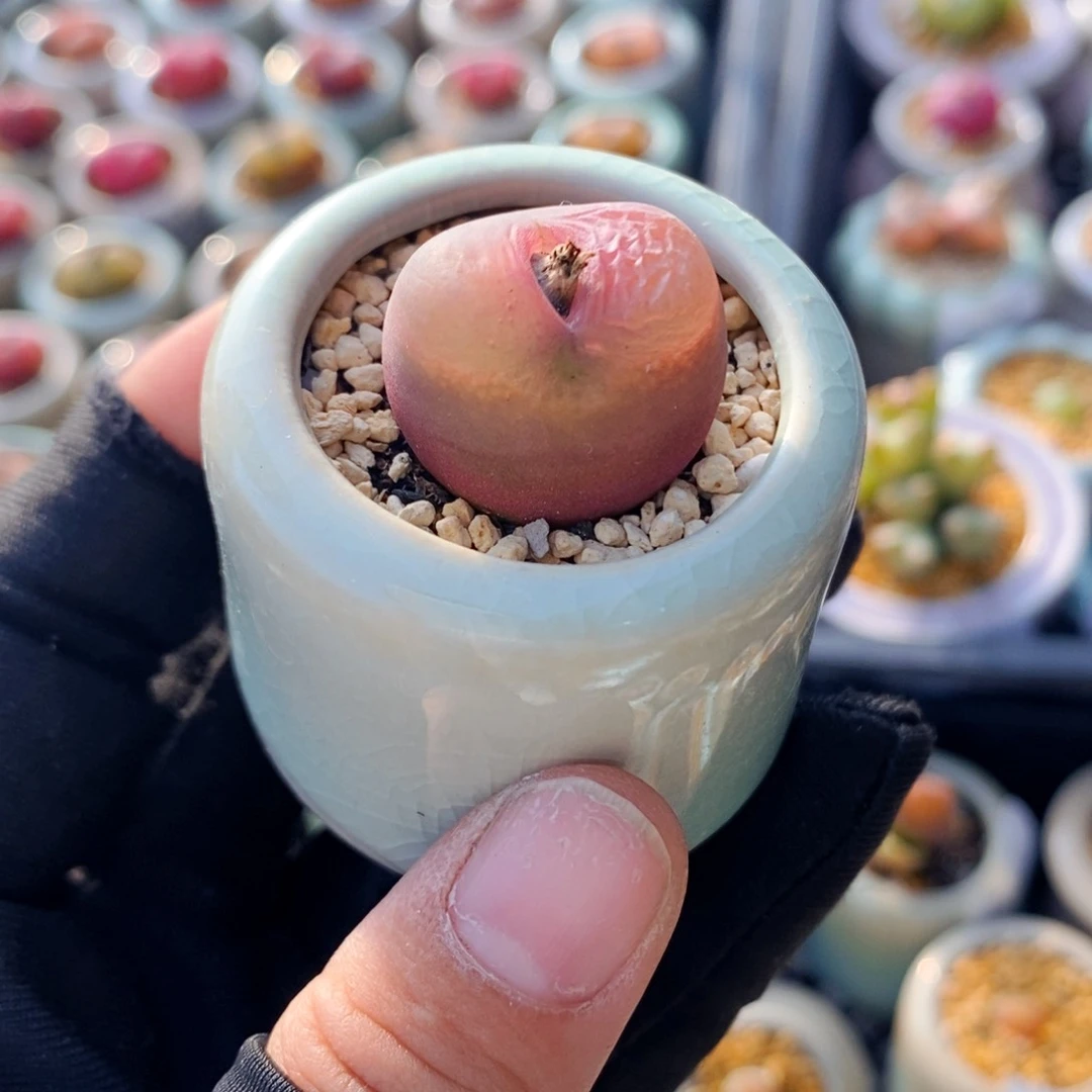 5362 -一物一拍 带盆