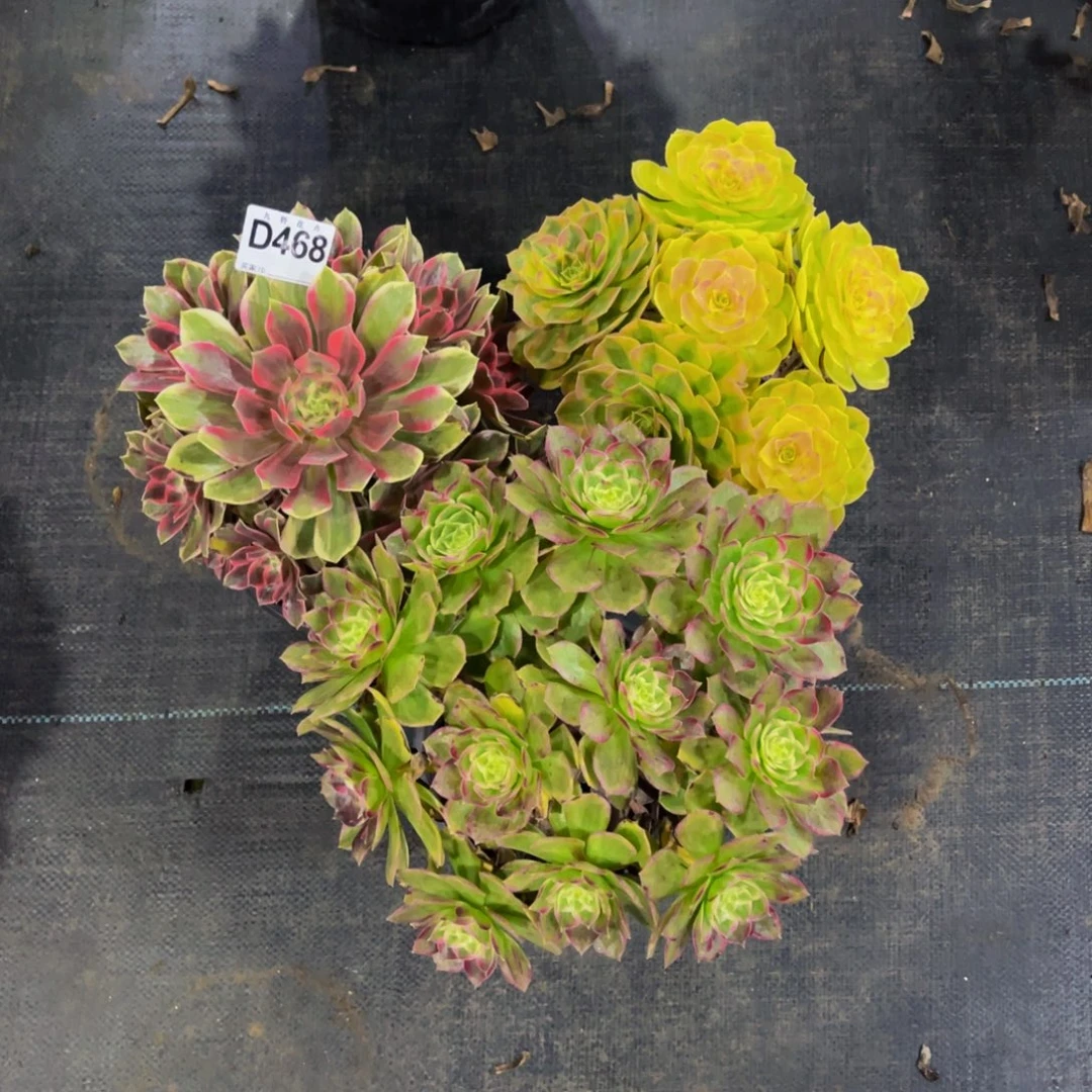 凡****46800浣纱雨荷万花筒