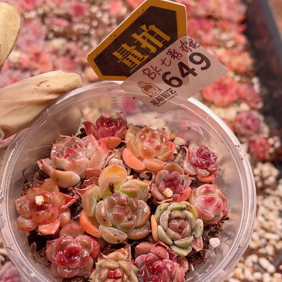 多肉植物多肉植物