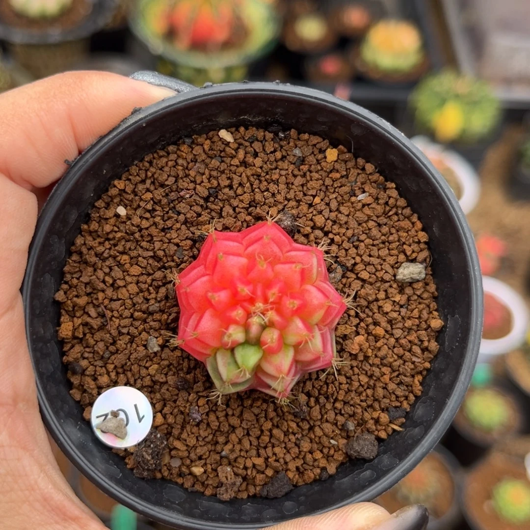 102 带盆土发货 特价