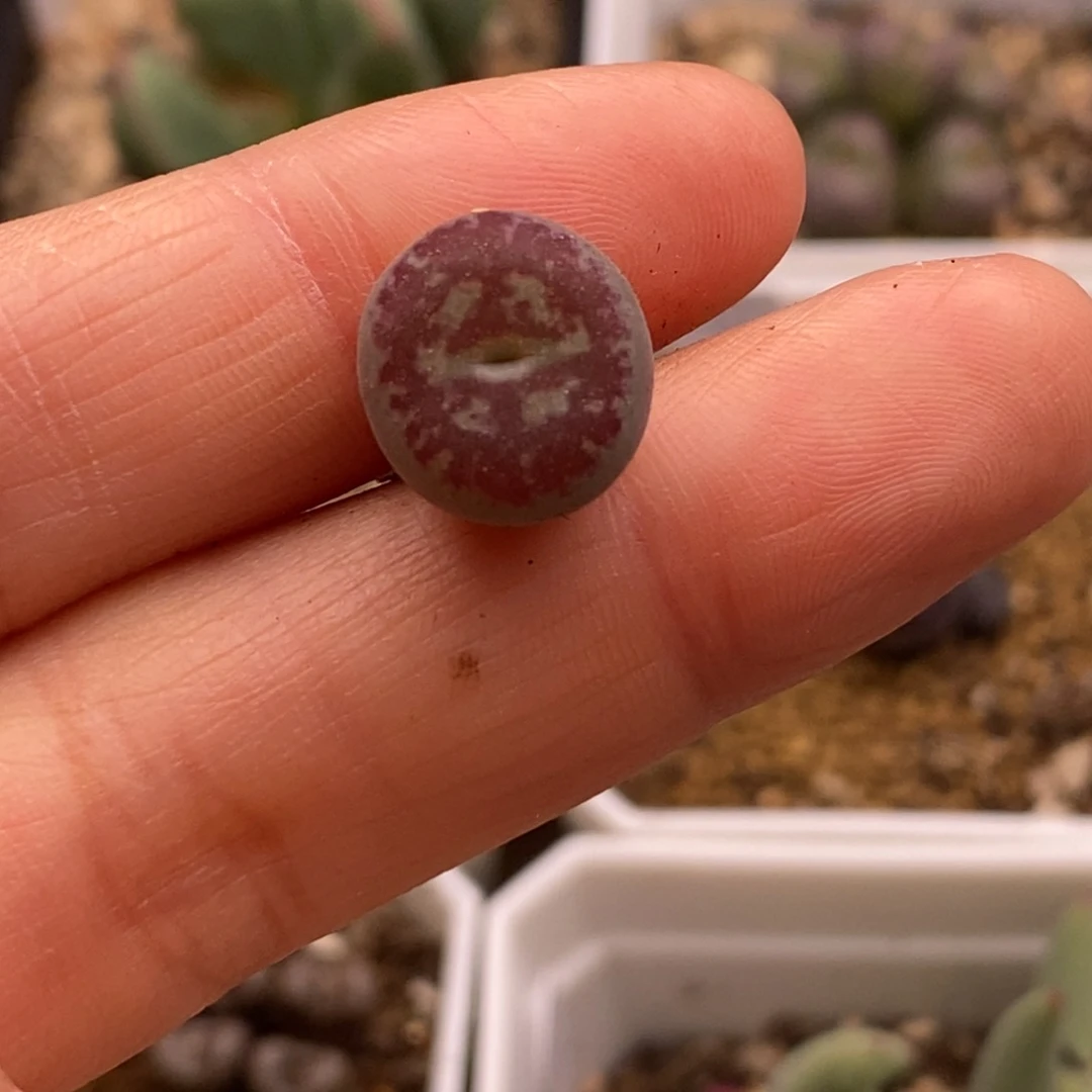 优选毛杂甜甜圈优选毛杂甜甜圈