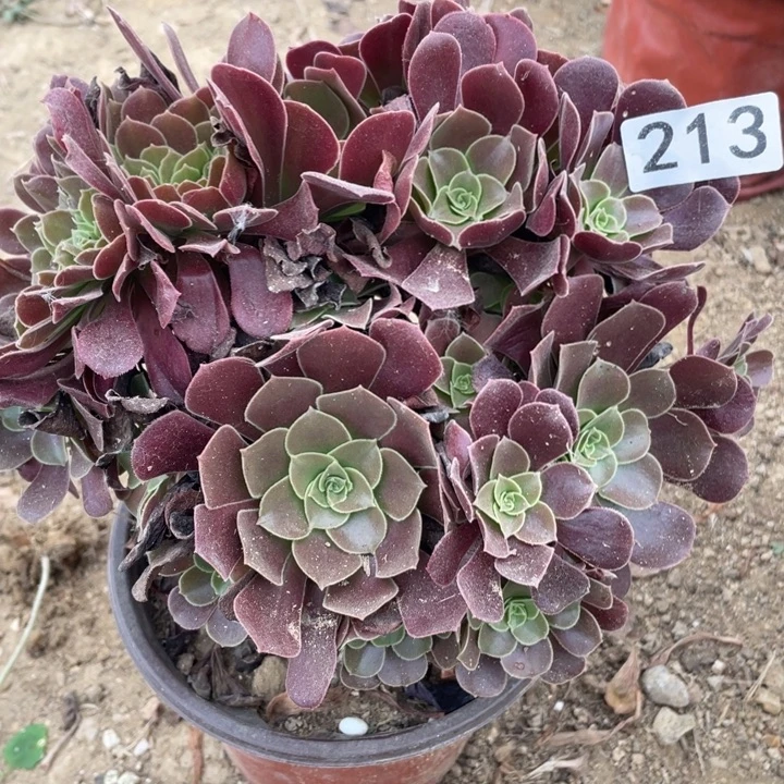 无花朵213多肉欧紫缀