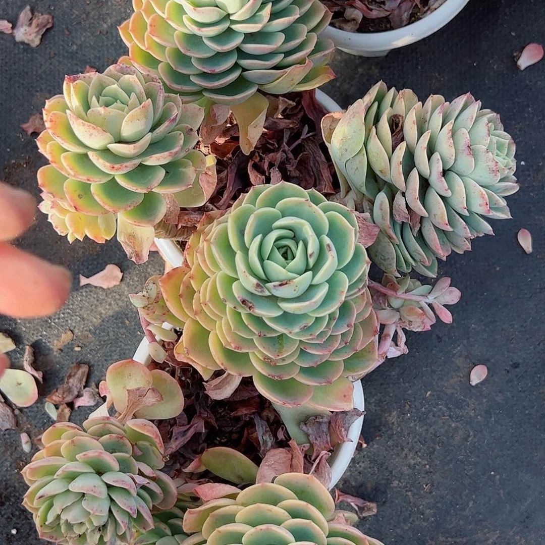 哈密瓜三头起发两盆