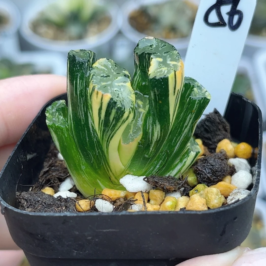 56北斋玉扇锦福利专场