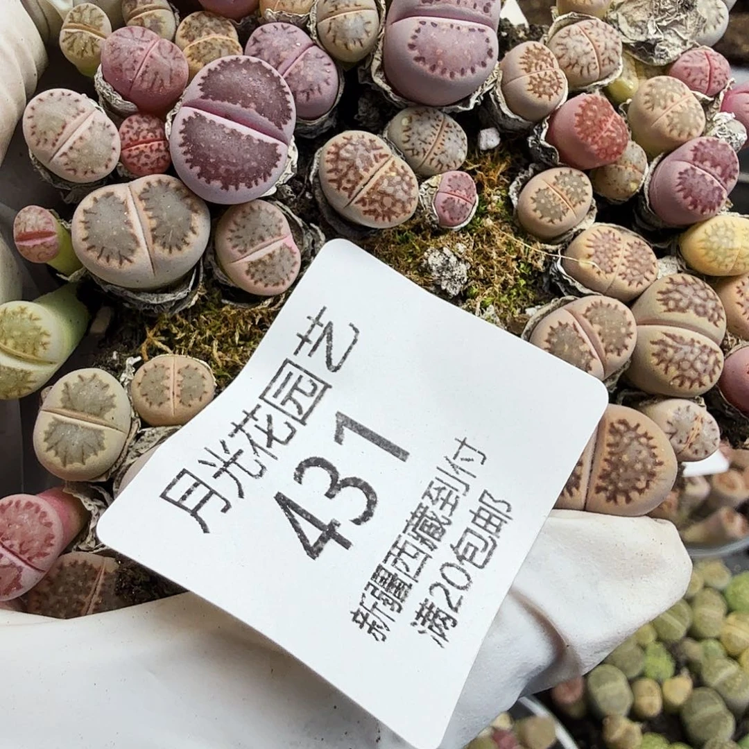 你不去你说不说吧是谁431