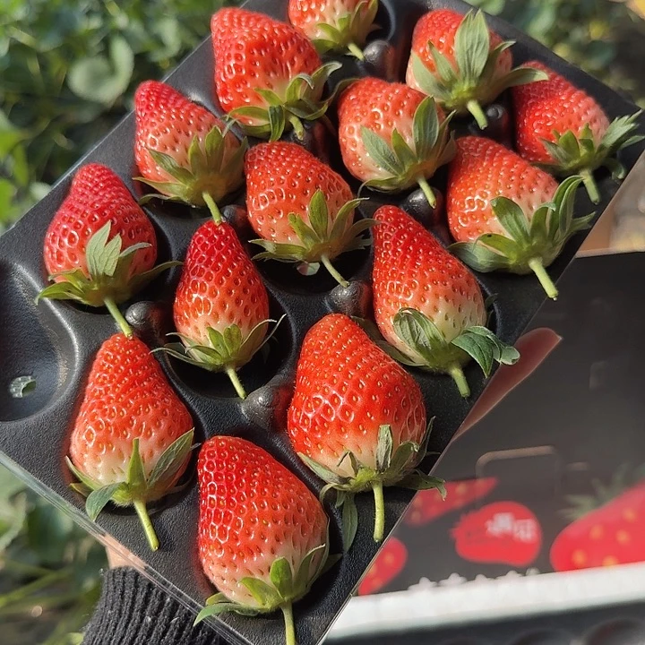 章姬草莓甜宝草莓现摘现发