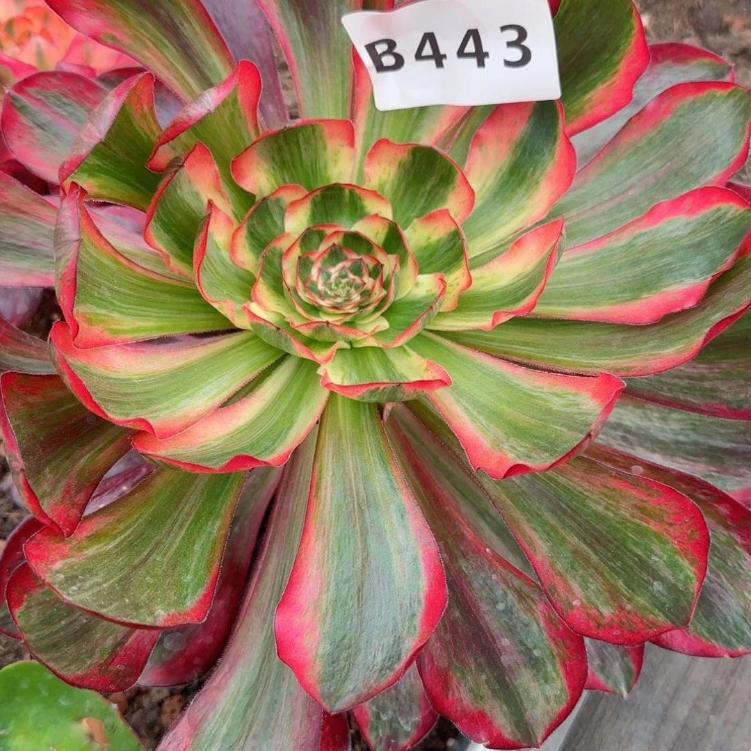 华***6443巫毒白发货