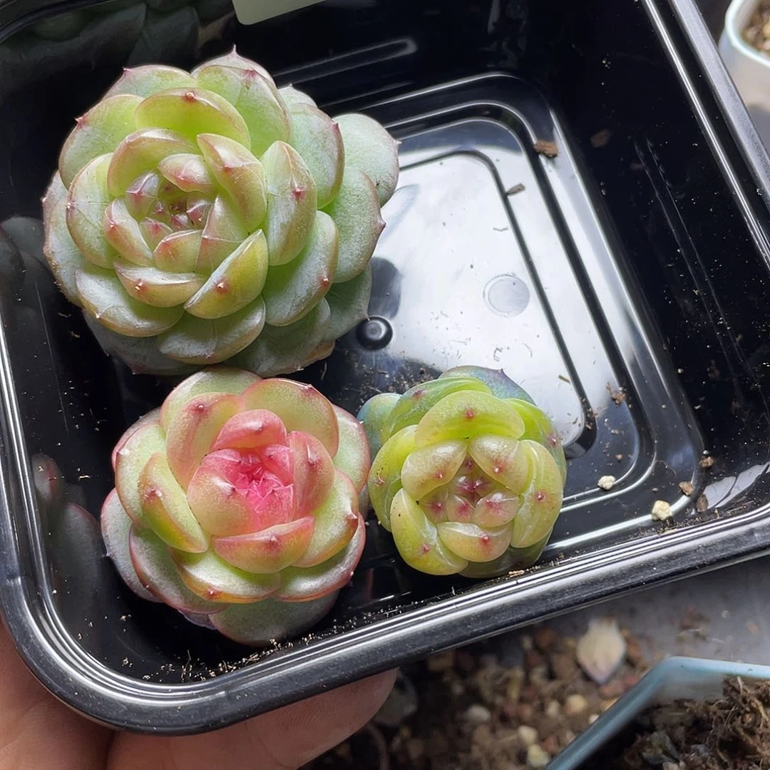 ?*珍妮一物一拍246