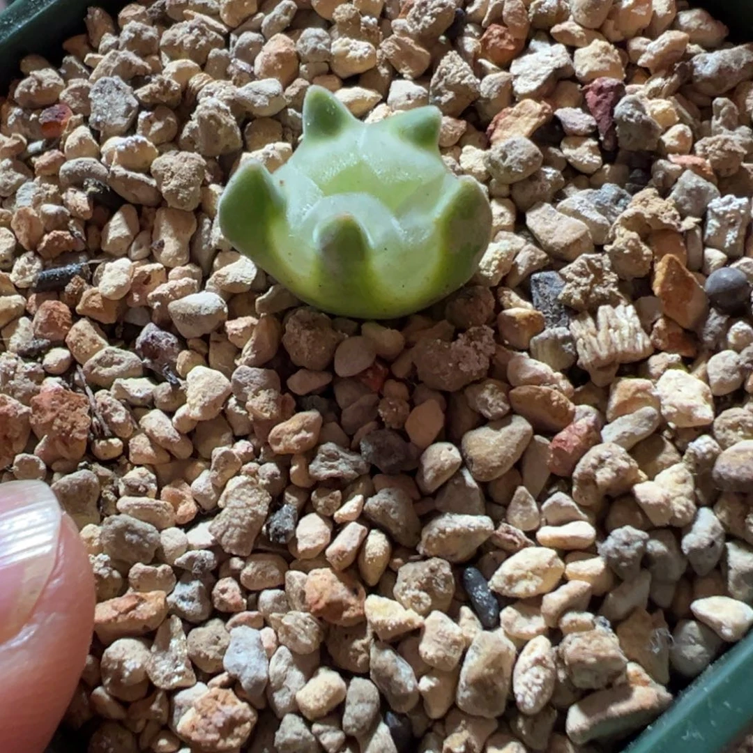 大眼睛缀化，一物一拍