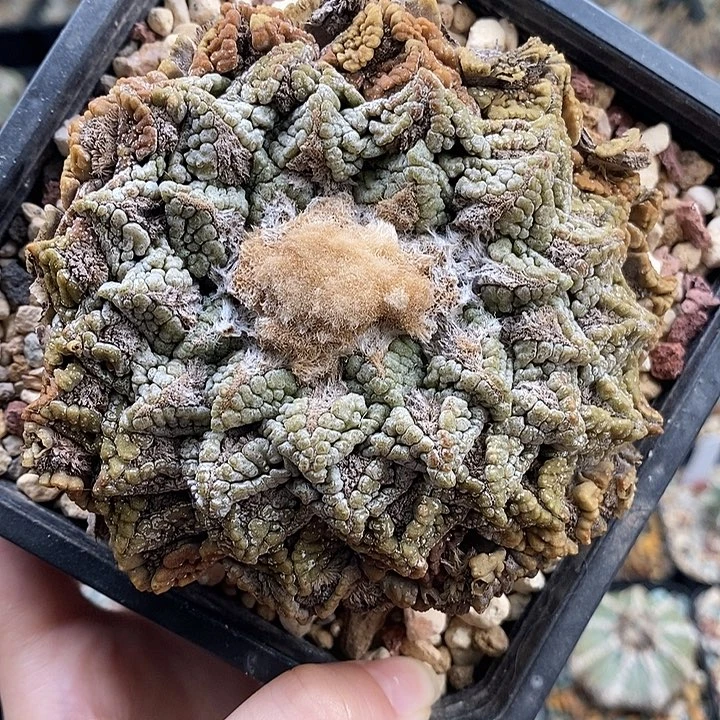 特价特价特价特价