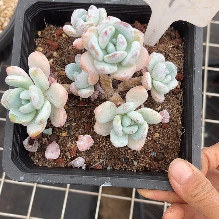 两单包邮，一物一拍1冷香