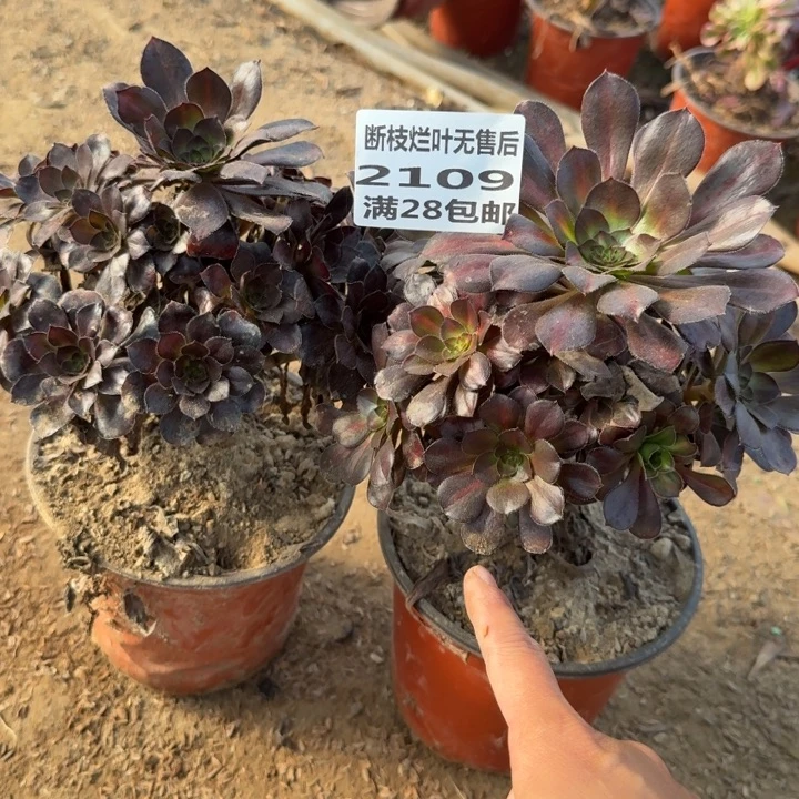 2109两个多肉三号棚