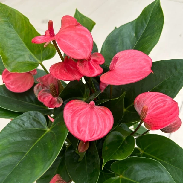 繁星盆粉掌粉皇冠带花发货