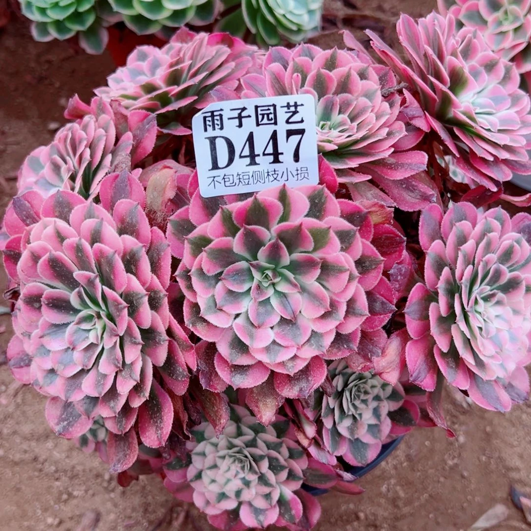 447红铜白尺寸20左右