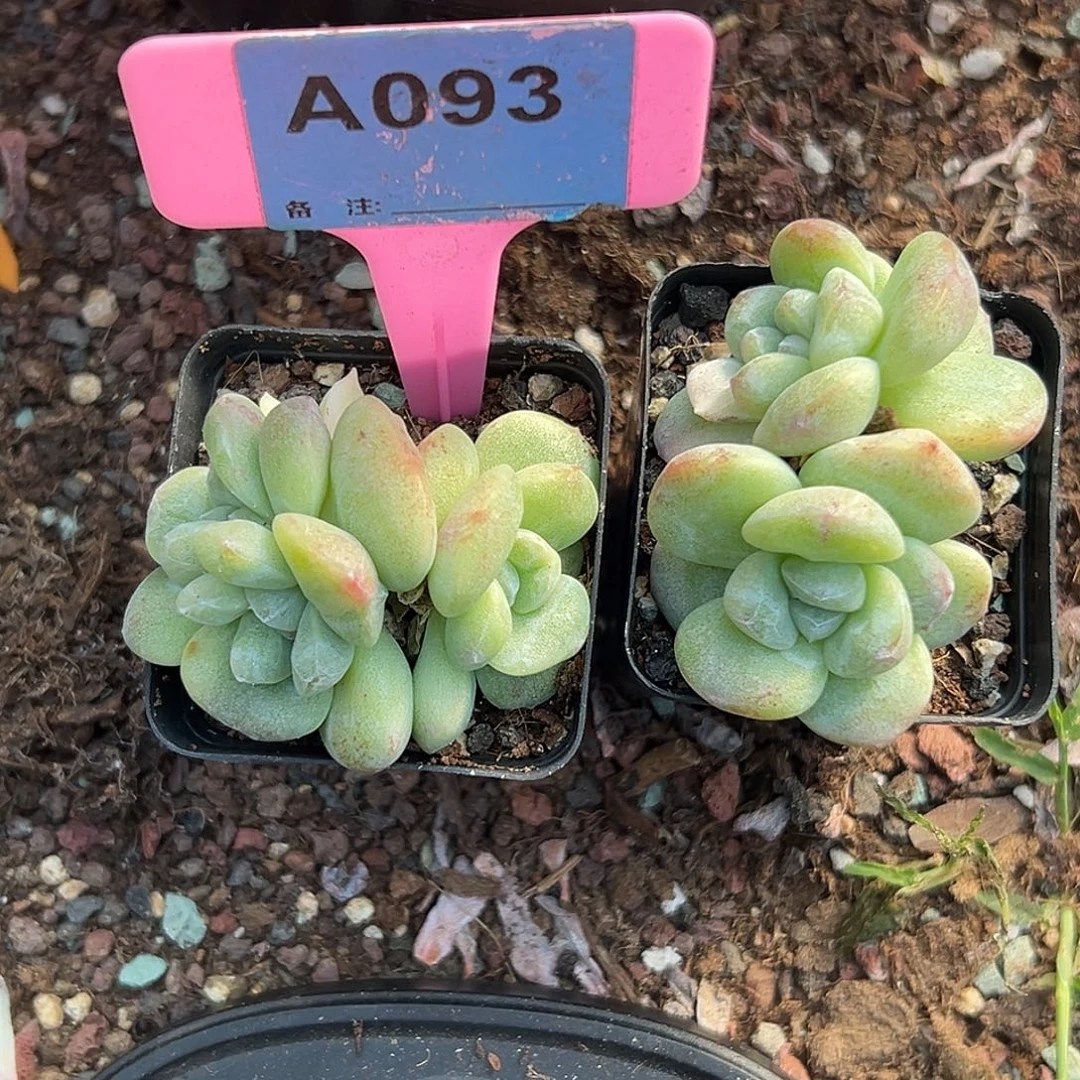 齐***琪多肉植物一物一拍