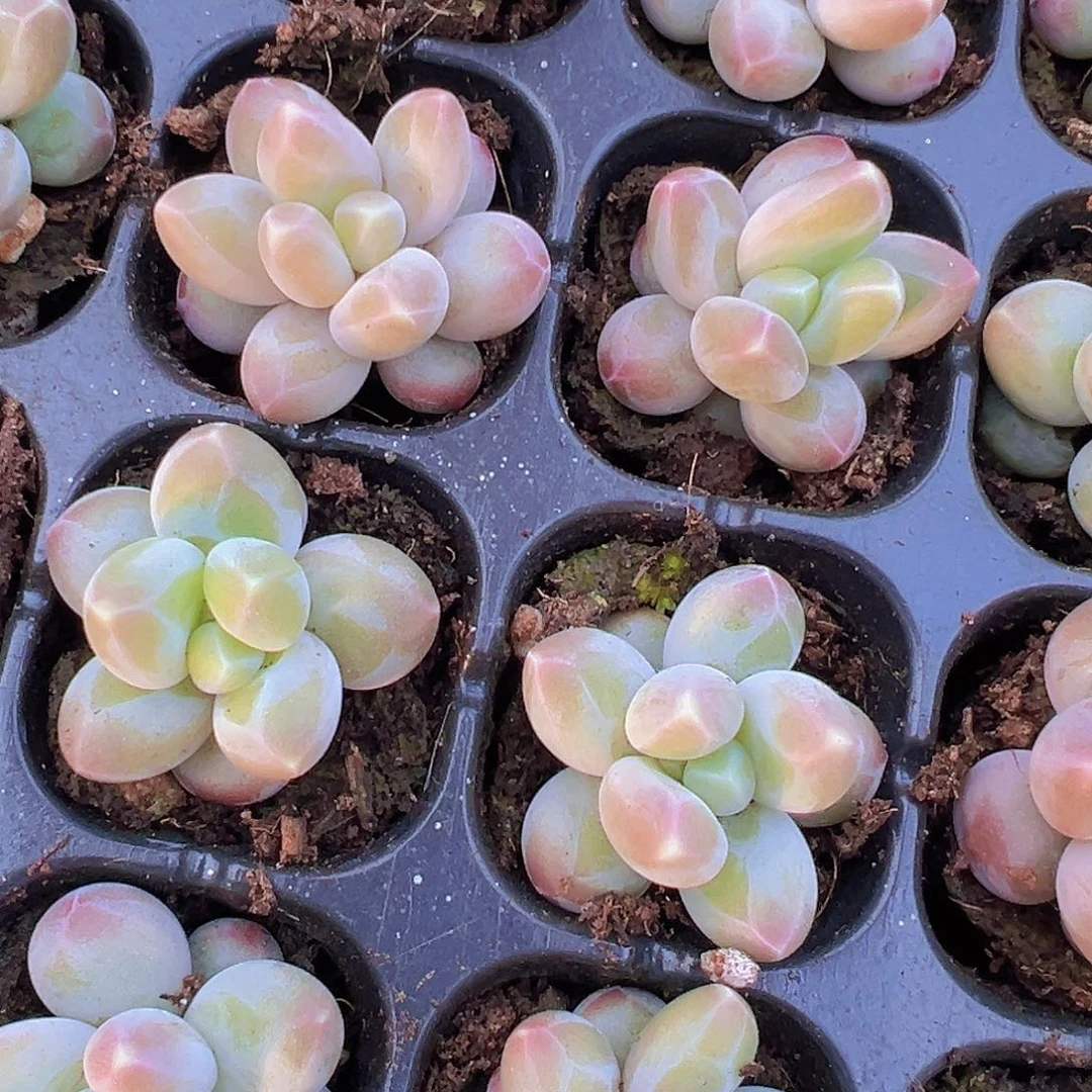 咖啡豆苗3颗19包邮多肉