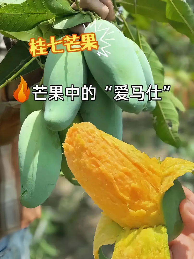 正宗广西农场百色桂七芒果当季新鲜核薄肉厚3/8斤可选现摘现发