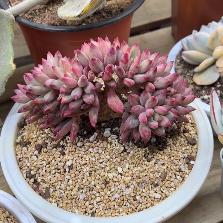 虞美人 流沙体 夏鸣园艺