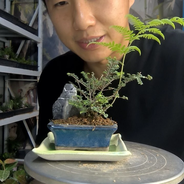 赵**?中青园艺一物一拍254