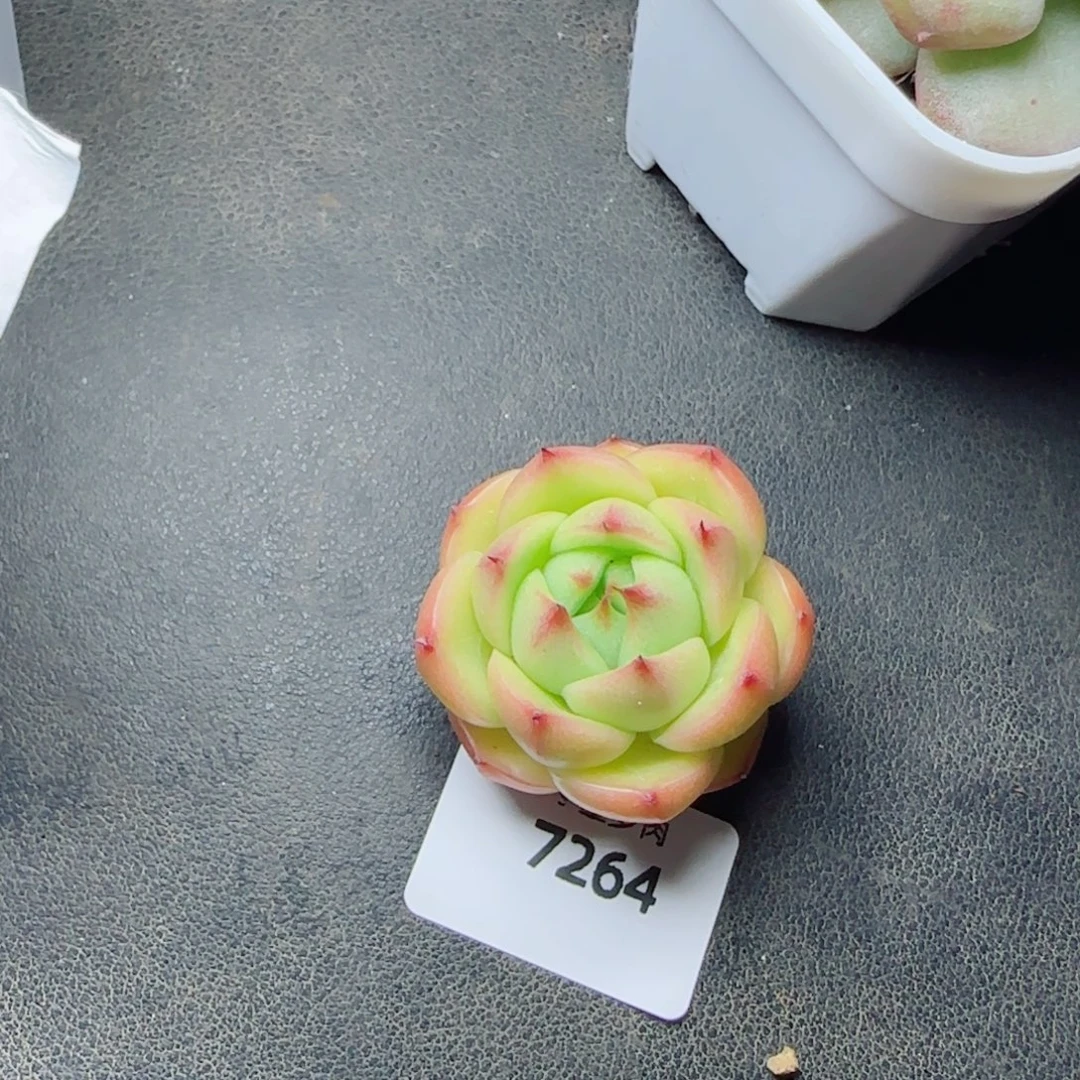 *****玉玲珑，7264多肉植物