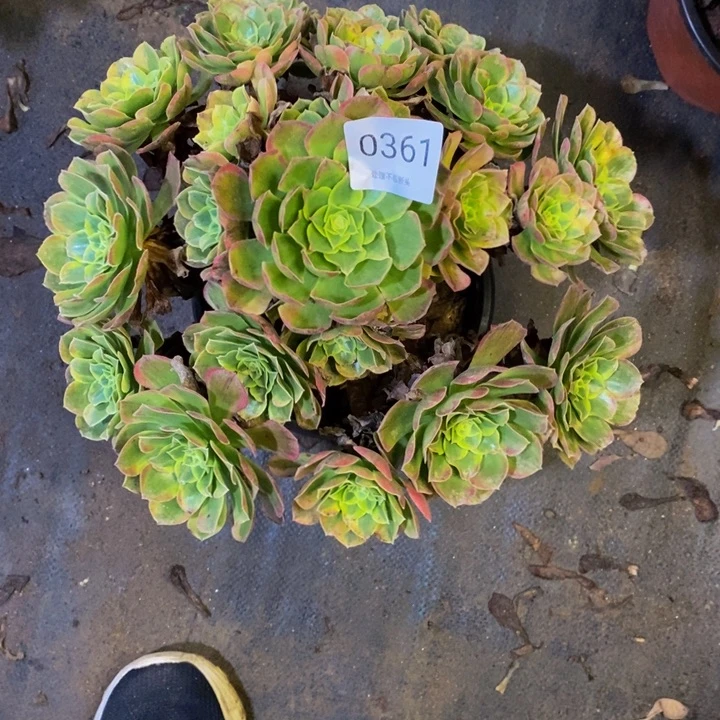 万奶白多肉断头不包0361