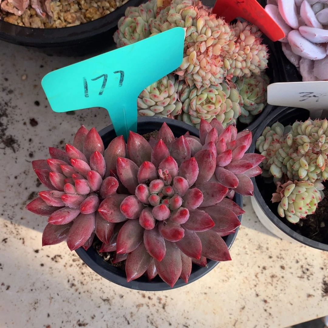 虞美人7272727272727272