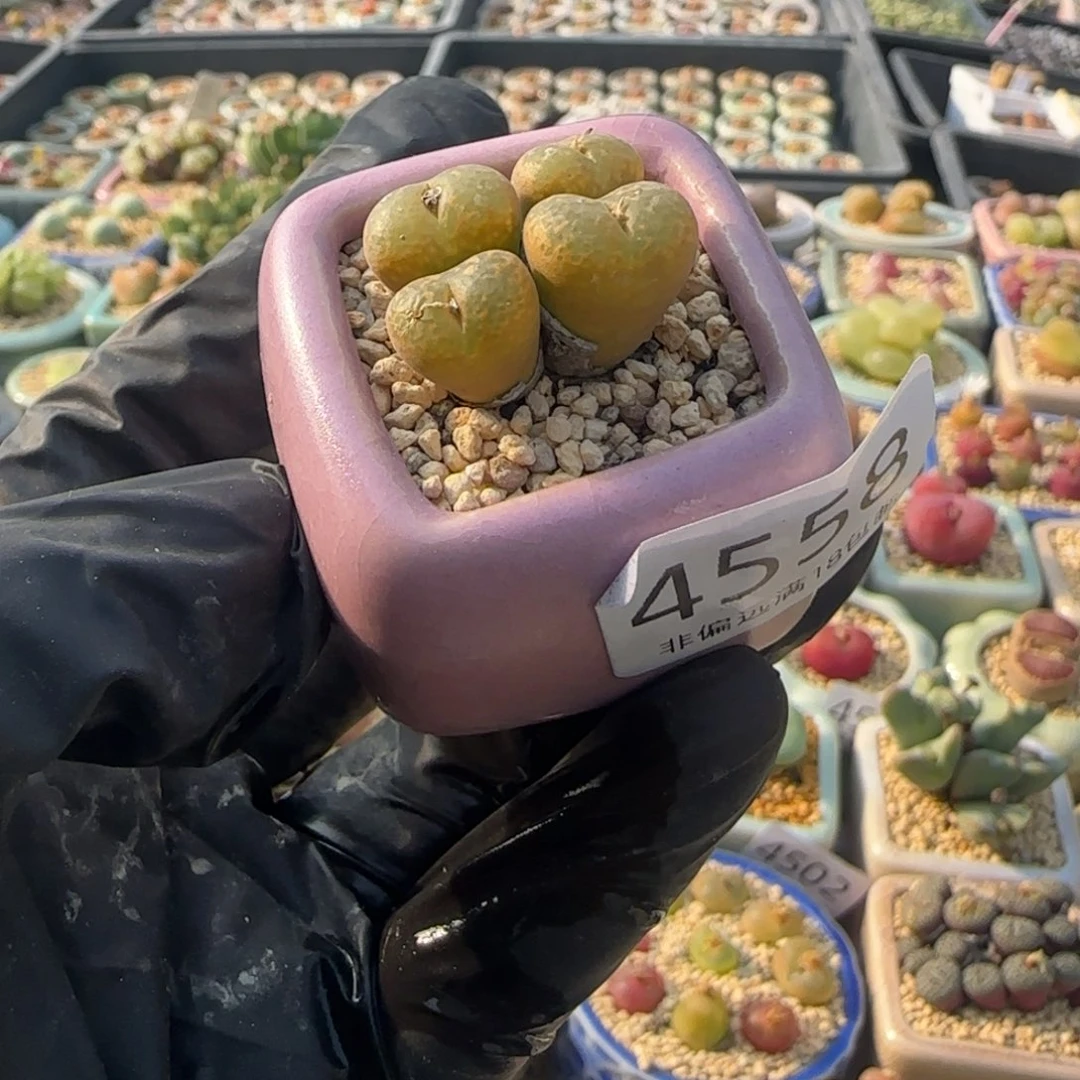 4558 -一物一拍 带盆