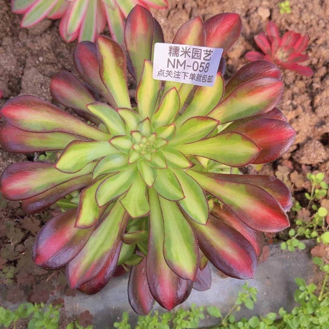 晚霞多肉植物058