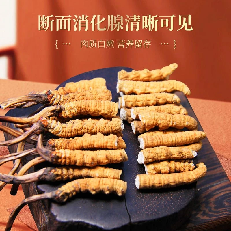 【麒麟专属-藏区A级大断草】正宗冬虫夏草大断草滋补高性价比AAA
