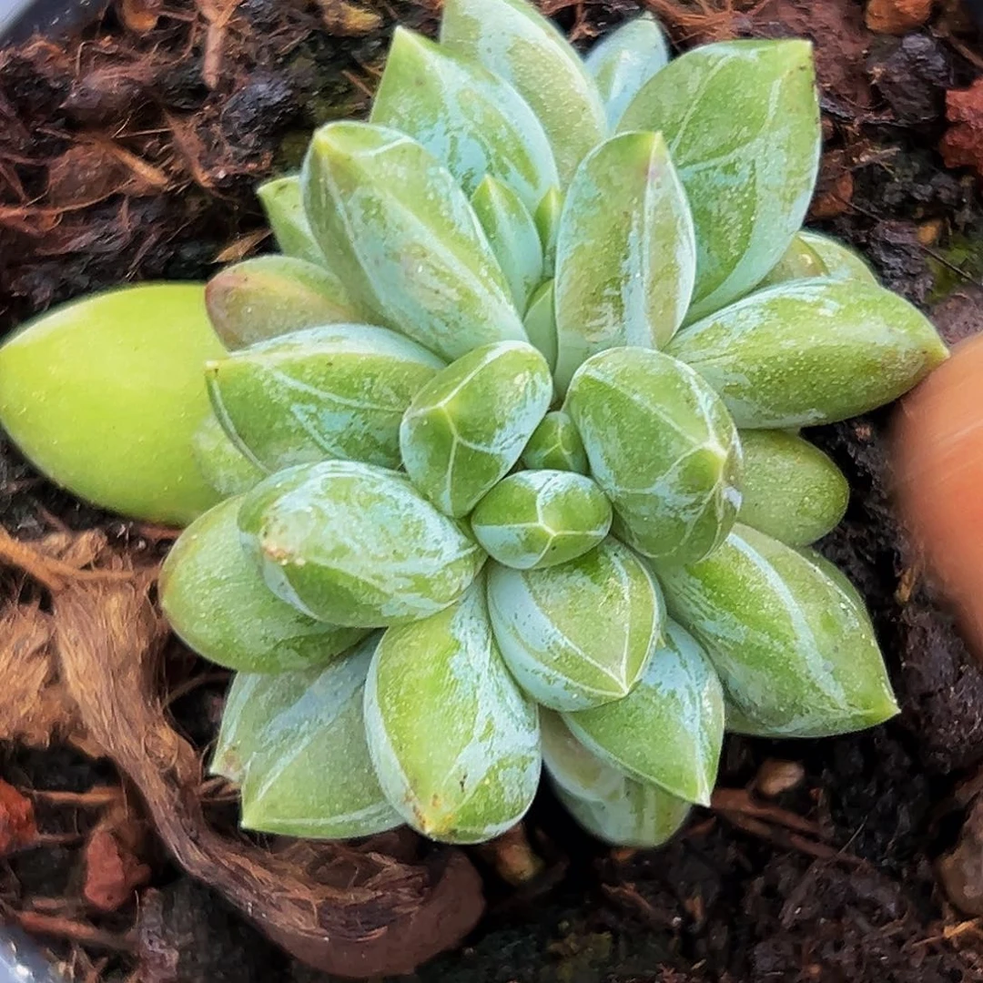 美人系列多肉植物