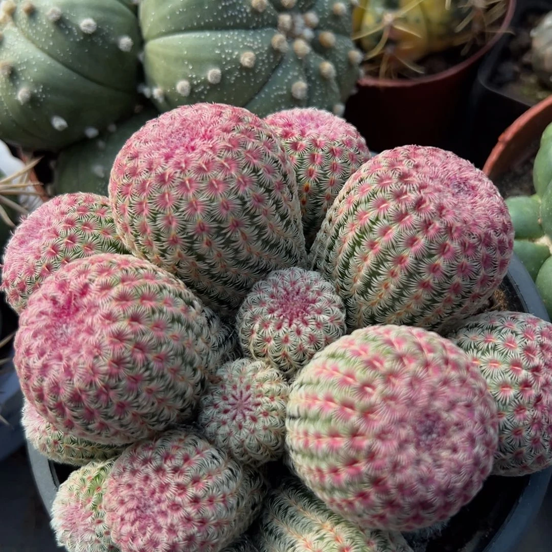 实生根红太阳随机一颗。