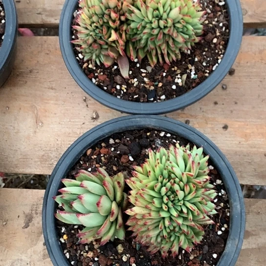 妞*每日特价活动开始啦