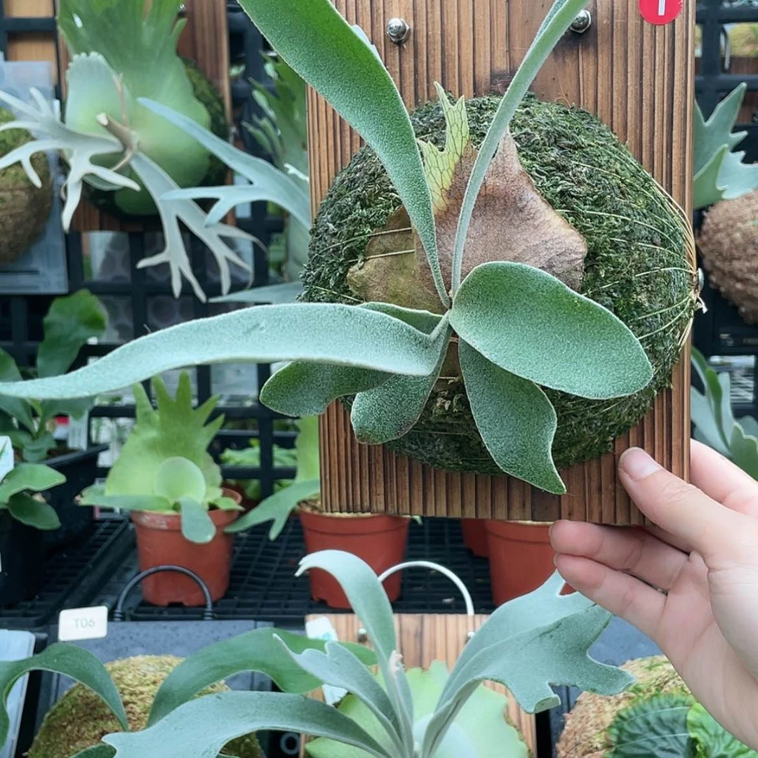 【闪购商品】不开花植物野银06