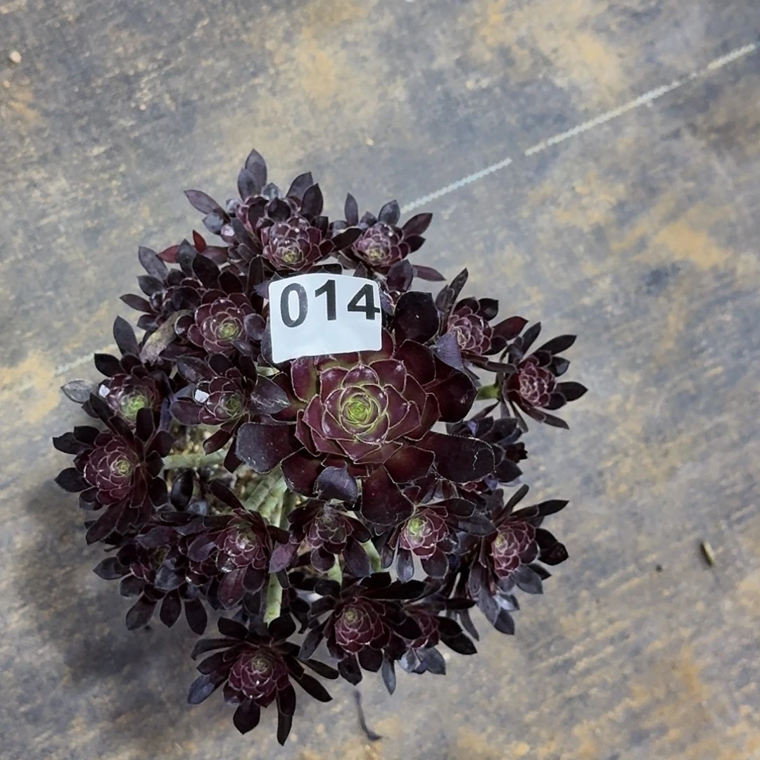 014黑法师嫩桩多肉植物