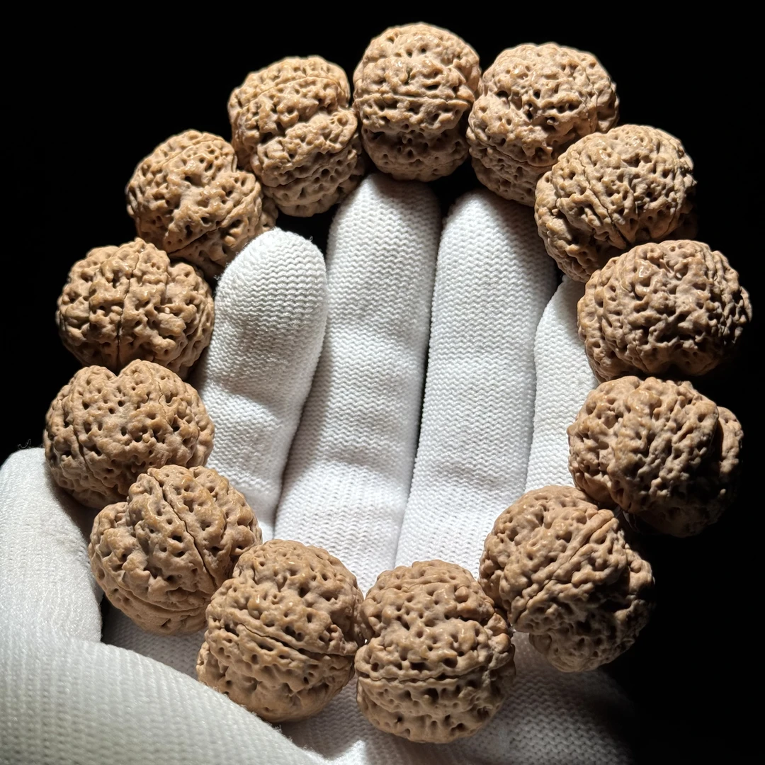 【2025年新籽】一代梁纯血梁产区梅花终结者金刚菩提525