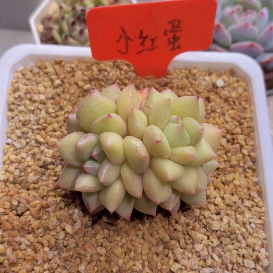 生*我的小可爱们都好可爱啊