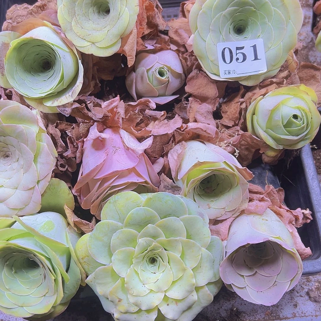 一物一拍瑕疵玫瑰无售后051